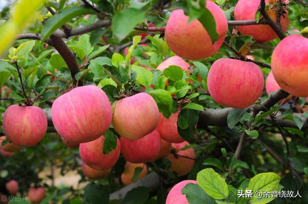 红富士价格突飞猛进,突破7元,这是咋了?