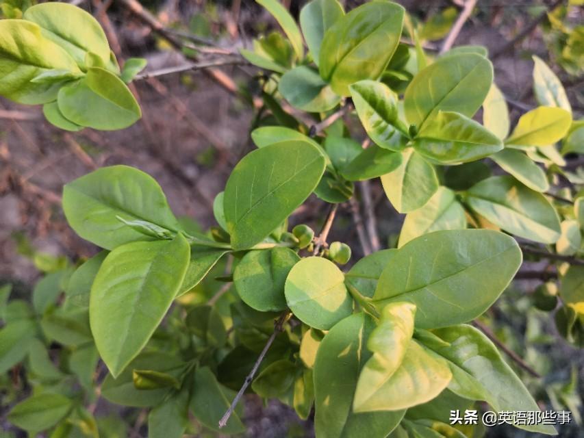 老师,have除了表示“有”,还有什么意思?