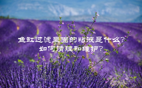 鱼缸过滤里面的粘液是什么？如何清理和维护？