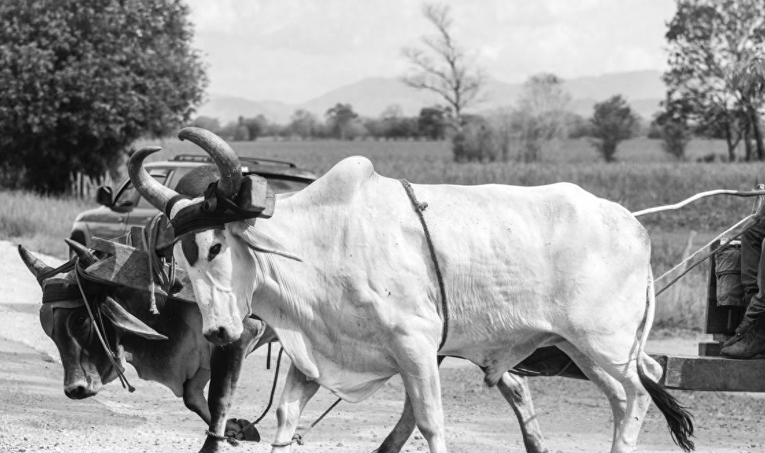 一课译词：九牛二虎之力