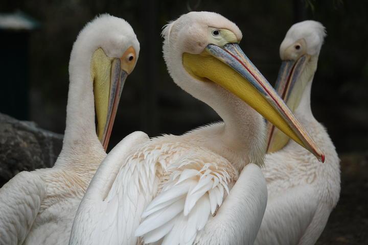 大变焦亦有大作为，索尼黑卡™ RX10 III 评测试用