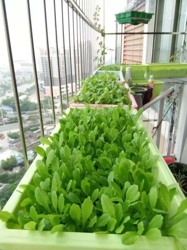 11种“大叶菜”，阳台也能种，30天长成小菜园，一连采摘半年