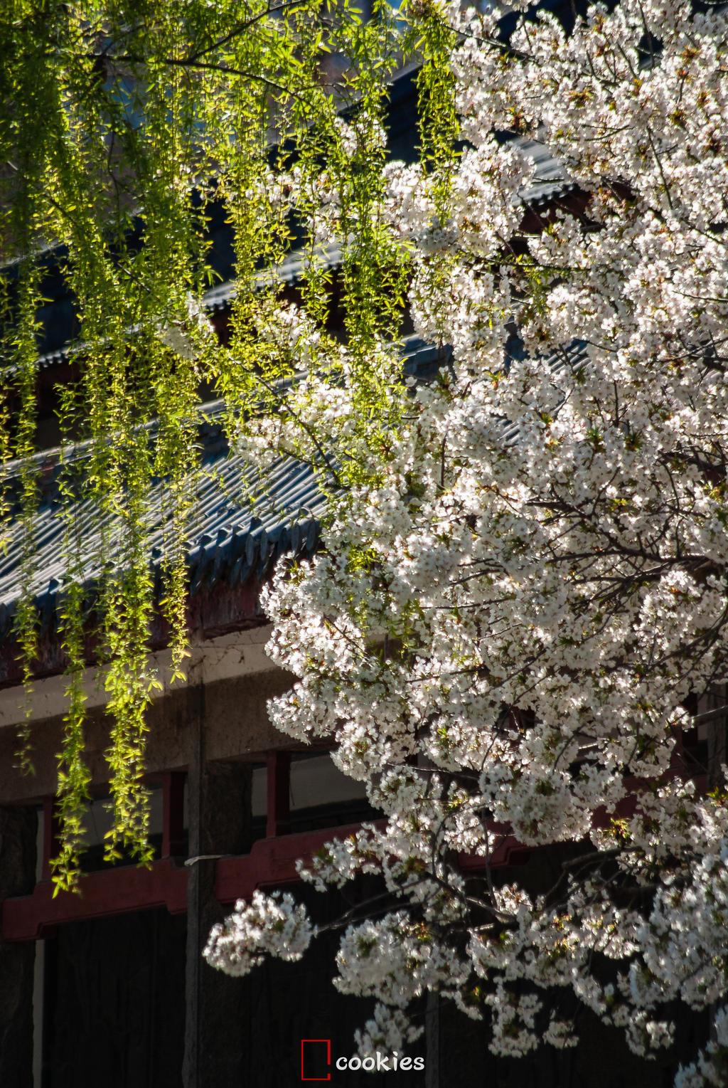 廉颇老矣，尚能饭否——只值800元的K10D还能做主流机进行拍摄吗？