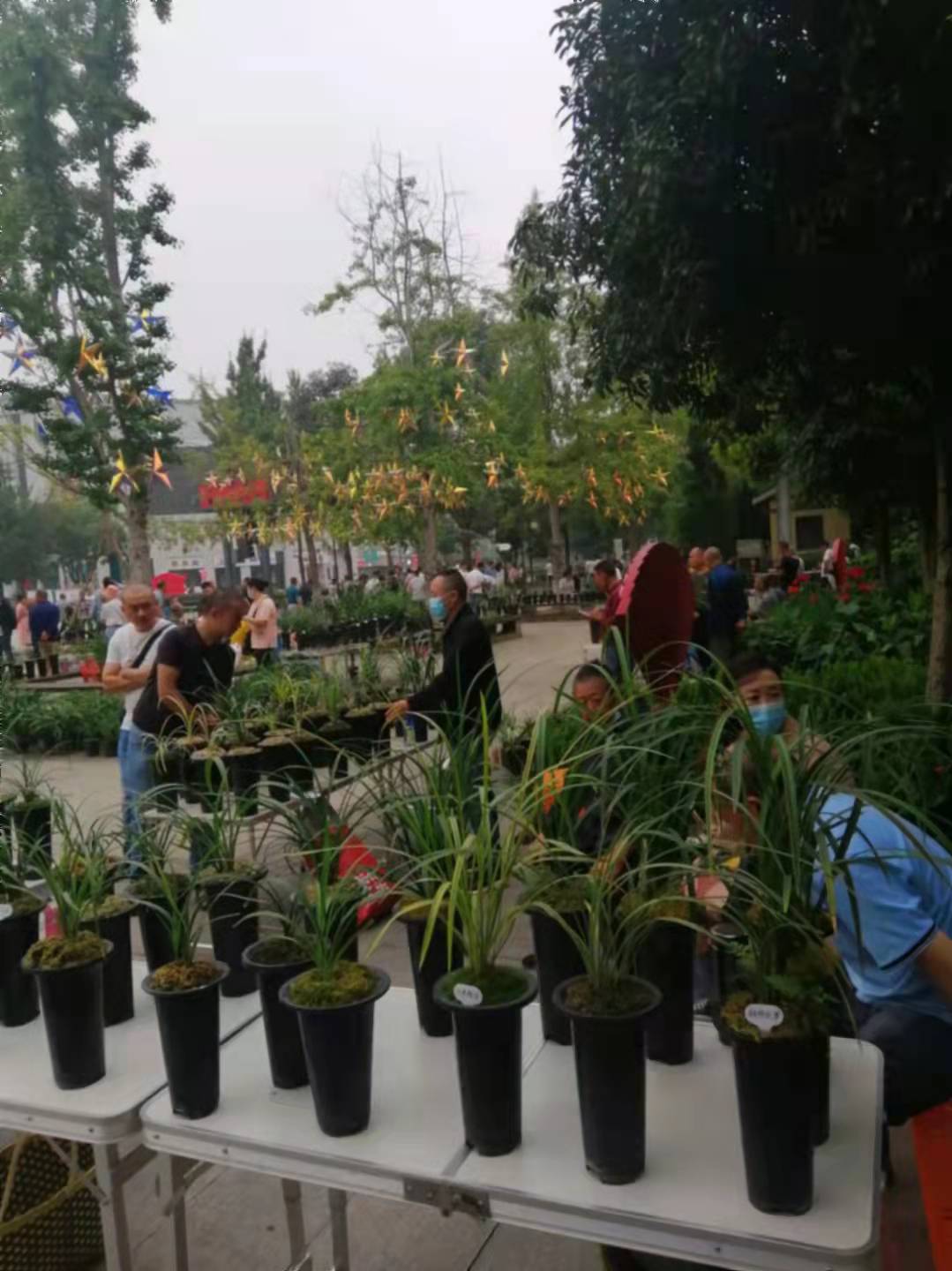 一株荷瓣素心卖出了1100万的价格,正式开启了天价兰花的疯狂炒作