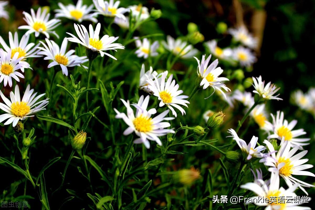 初中英语语法总复习：重点词汇become用法讲解