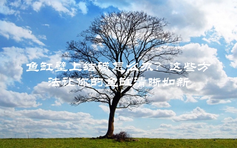 鱼缸壁上结碱怎么办？这些方法让你的鱼缸清晰如新