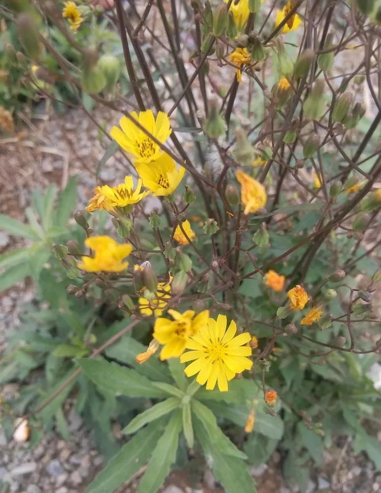 写给自学者:不太好理解的英语常用动词举例,EXPECT