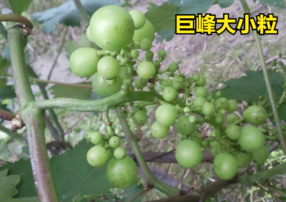 葡萄出现大小粒的7种原因，采用下列方法，针对性预防！值得收藏