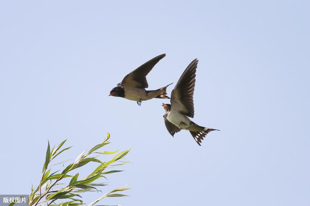 英语翻译小说阅读0501《三国演义》第四回04 附单词注释