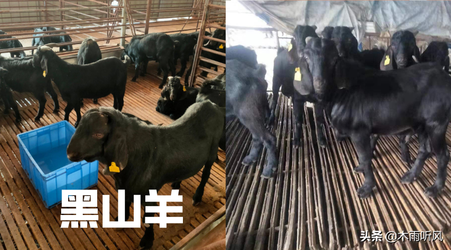 努比亚黑山羊,养殖前景怎么样?有哪些优点与缺点?