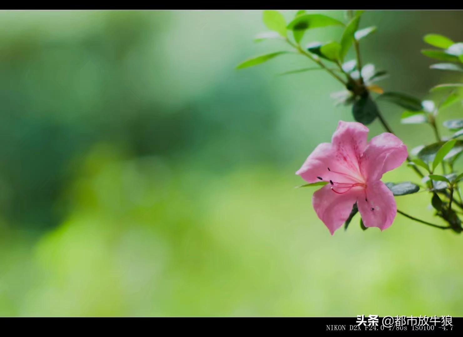 尼康D2x相机，尚能饭否？！