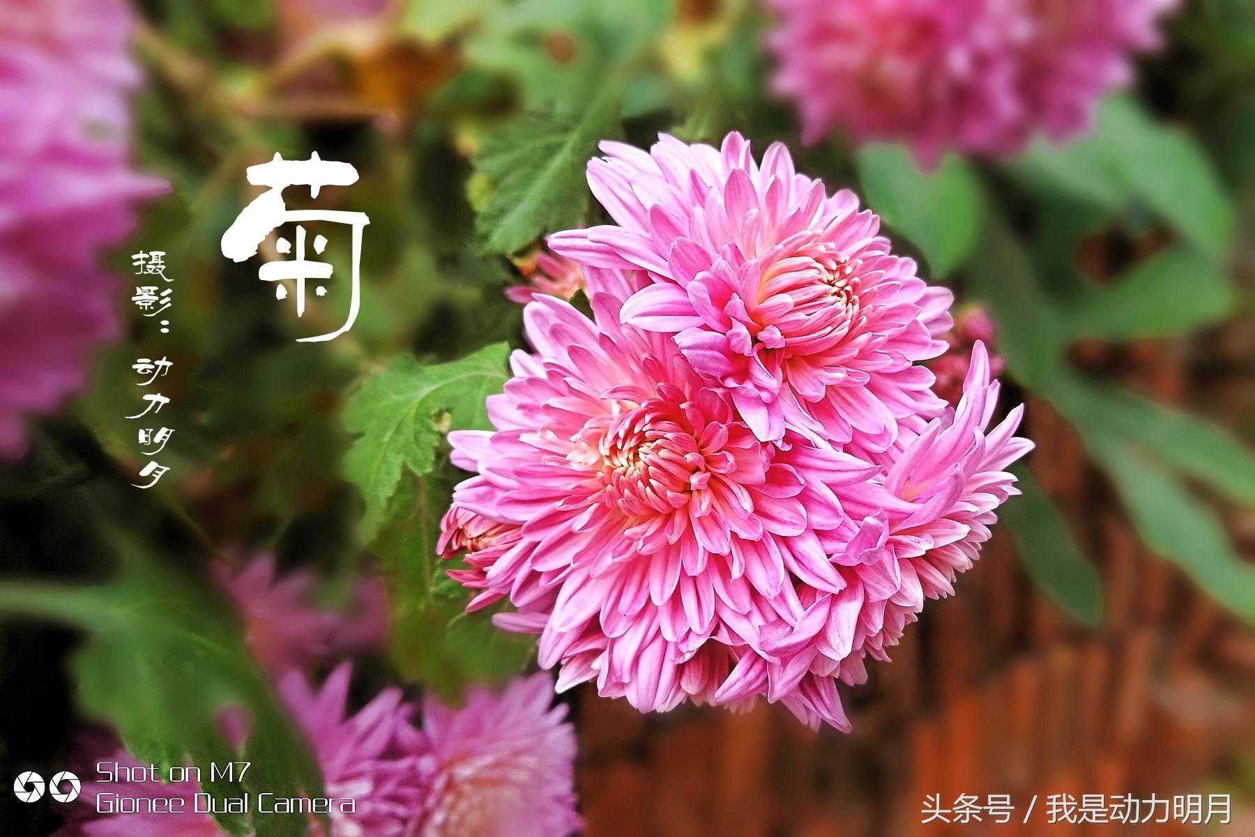 金立M7手机拍摄初体验——菊