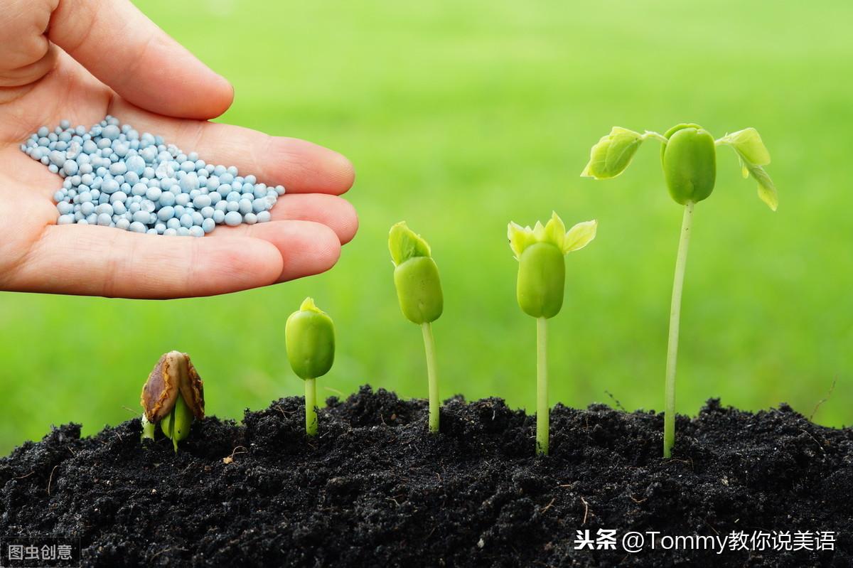 20秒一个单词（第2165个）formulate