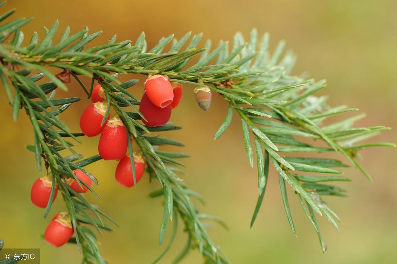 “有毒”用英语怎么说?