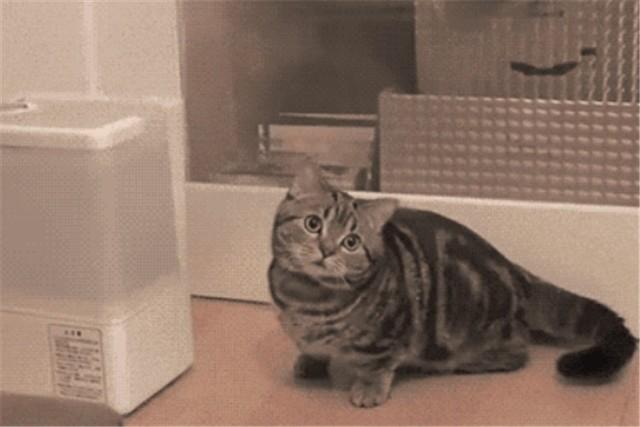 你的加湿器到底该加什么水？今天让你秒懂