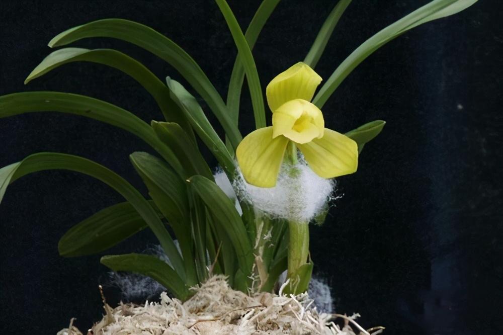 价值千万的春兰孤品天逸荷，已在兰界消失数十年