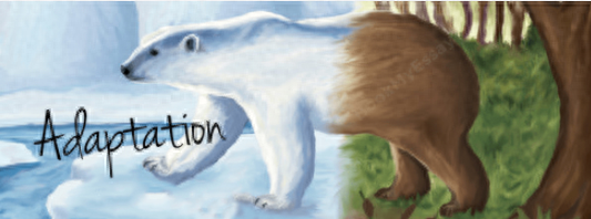 二讲 adapt 和 adopt 让你带走更多单词