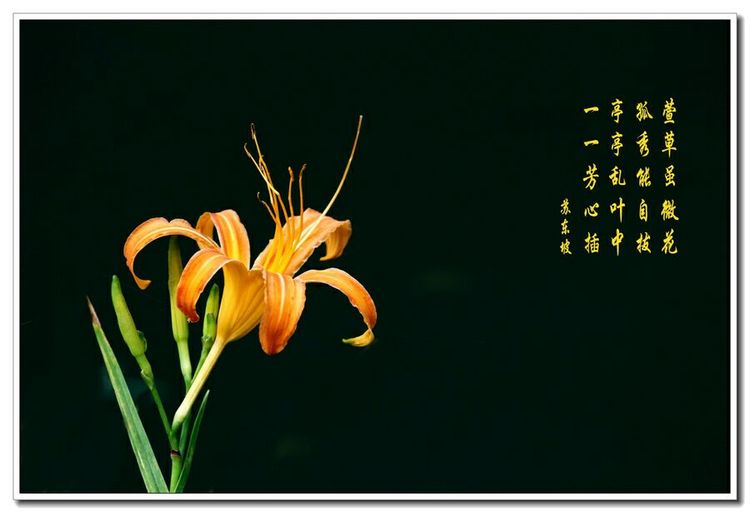 「诗心斋微诗社」NO.221期同题《忘忧草》诗作集萃