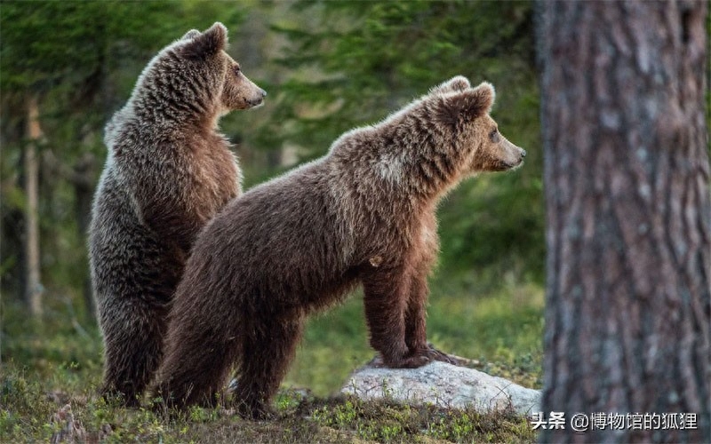 英语单词为何没有“熊”？俄语和德语也是如此，暗藏古人的隐秘史