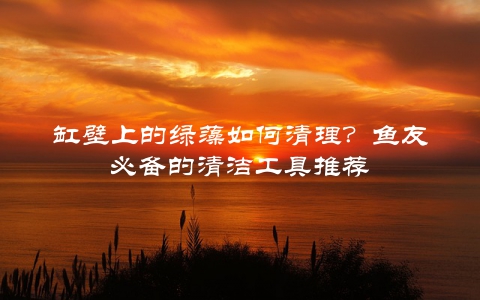 缸壁上的绿藻如何清理？鱼友必备的清洁工具推荐